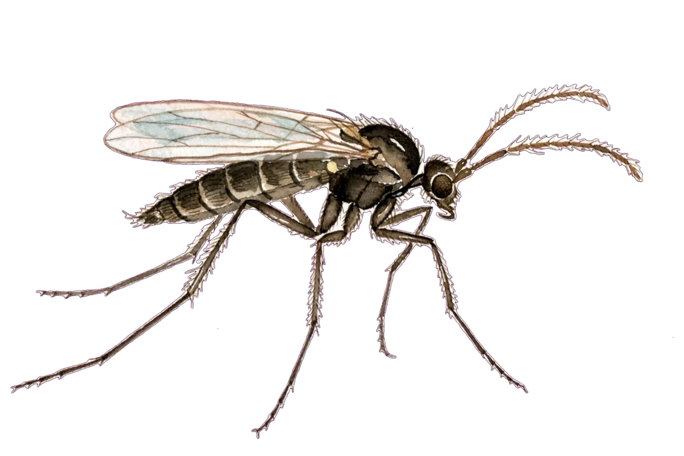 Illustrated identification of a fungus gnat