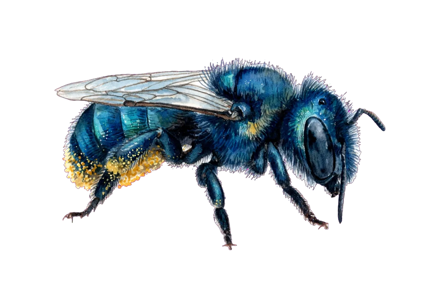 Illustrated identification of a blue orchard mason bee