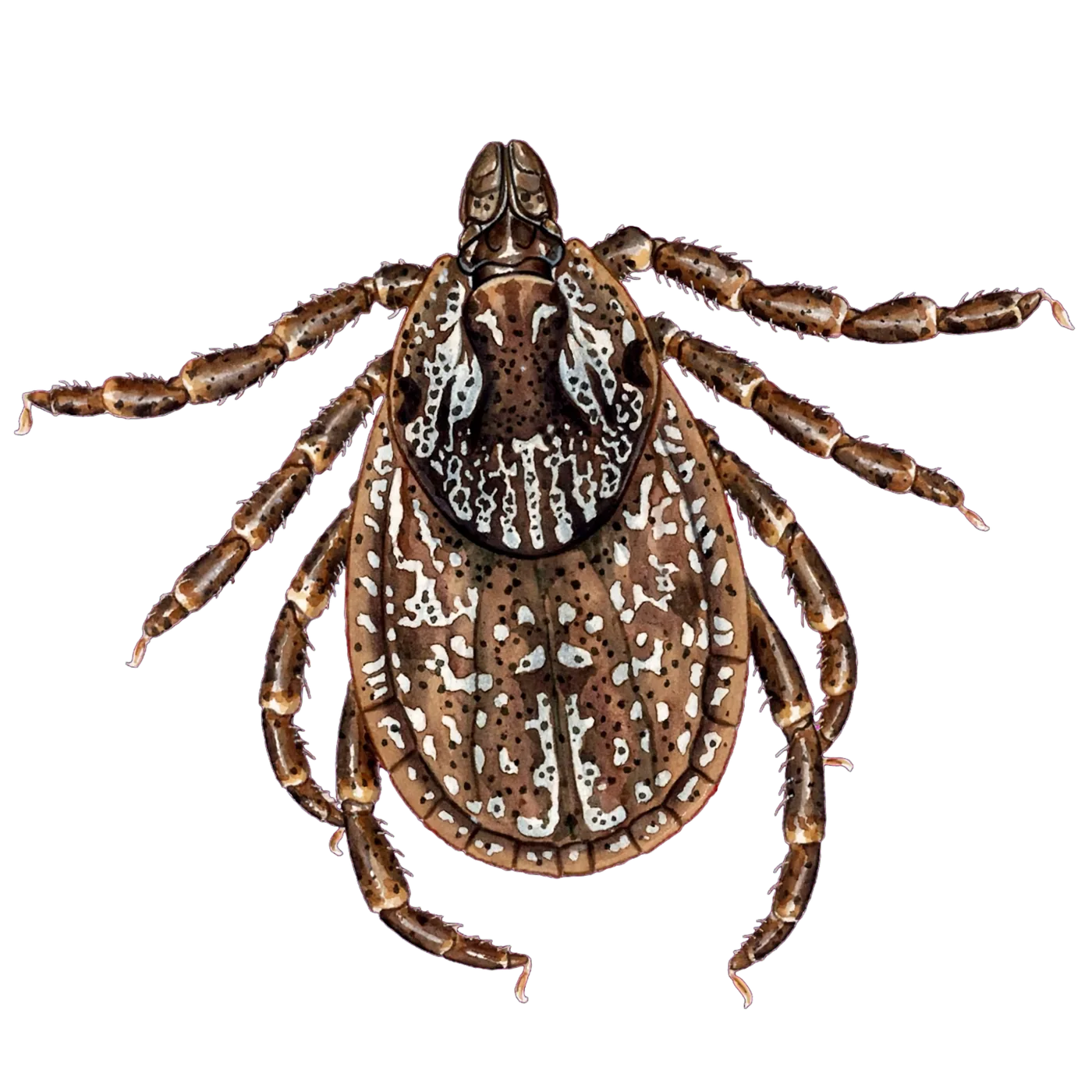 Illustrated identification of a rocky mountain wood tick