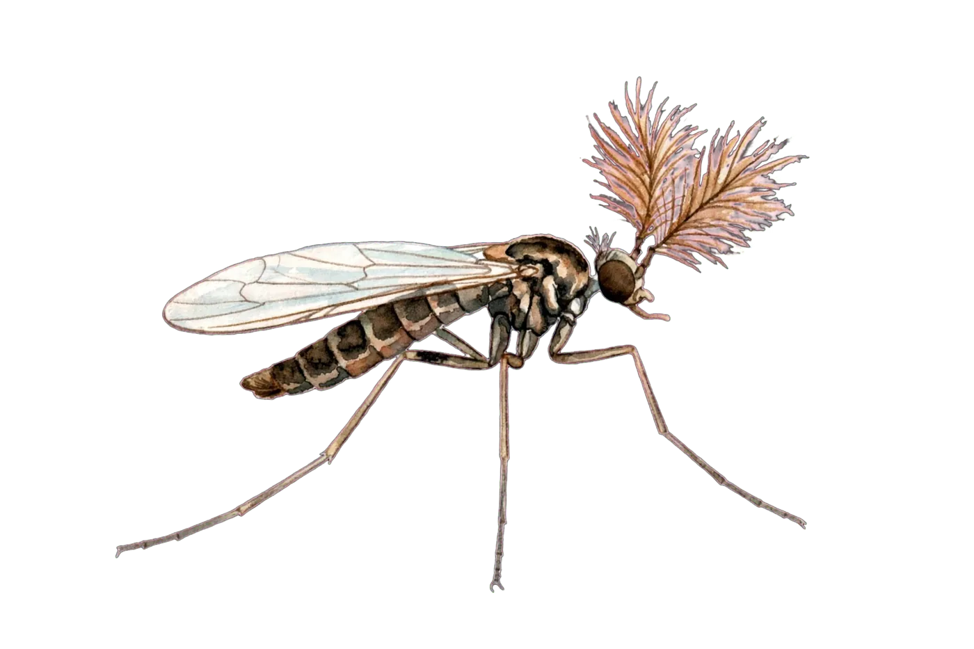 Illustrated identification of a lake fly