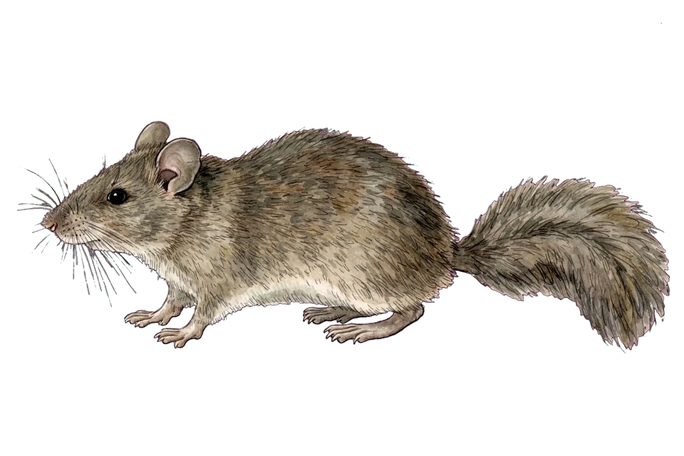 Illustrated identification of a packrat