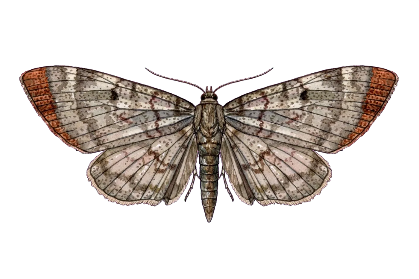 Illustrated identification of a codling moth