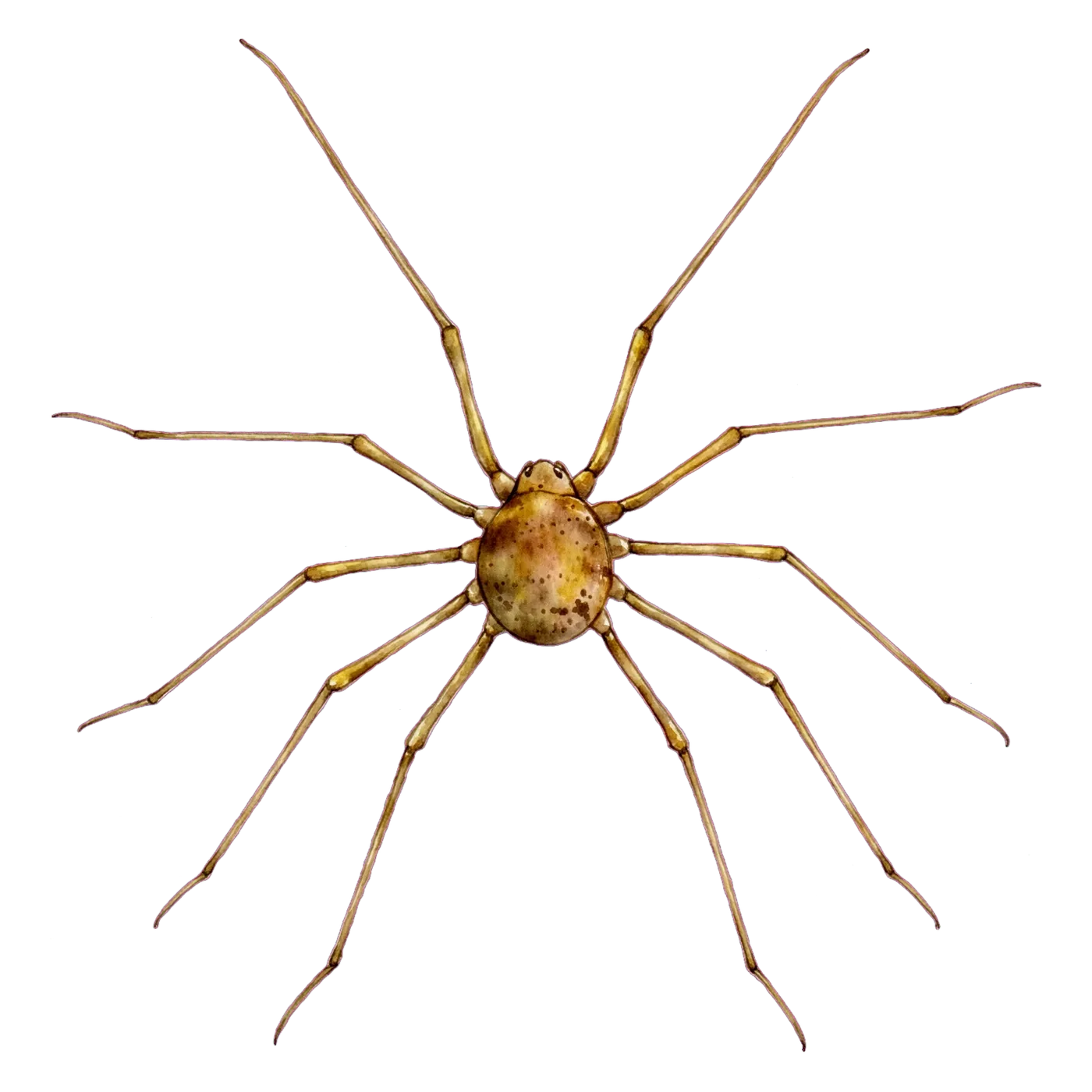 Illustrated identification of a daddy long legs
