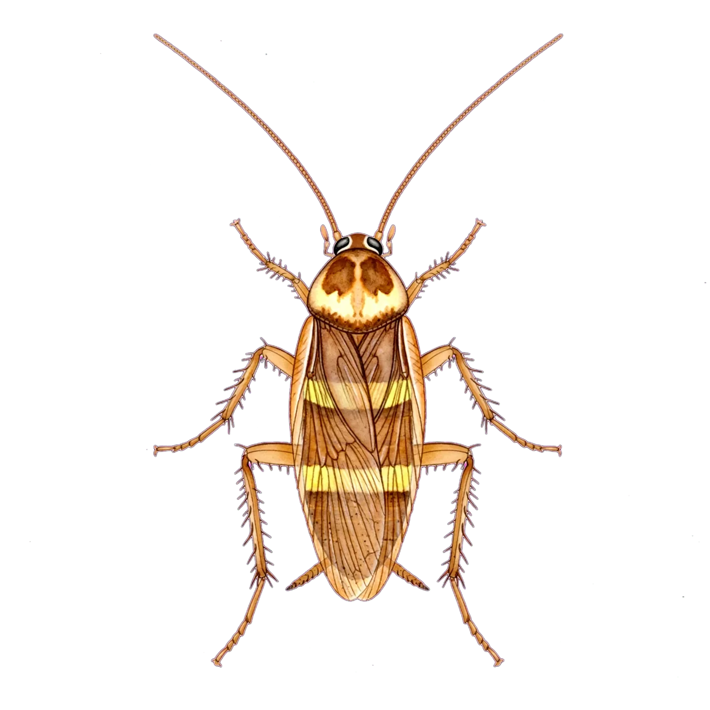 Illustrated identification of a brown-banded cockroach
