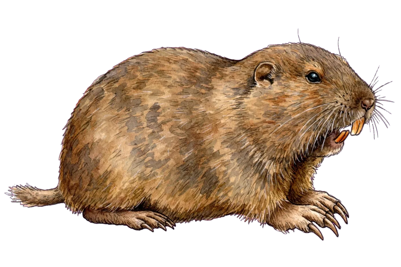 Illustrated identification of a pocket gopher