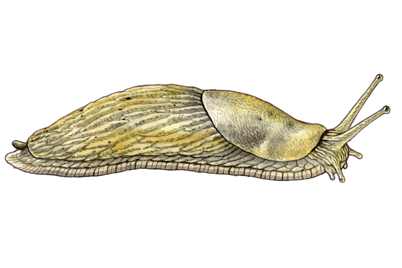 Illustrated identification of a slug