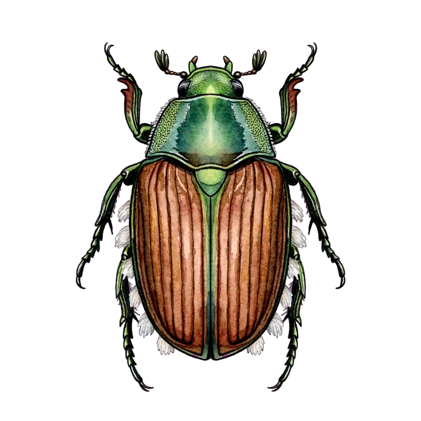 Illustrated identification of a japanese beetle