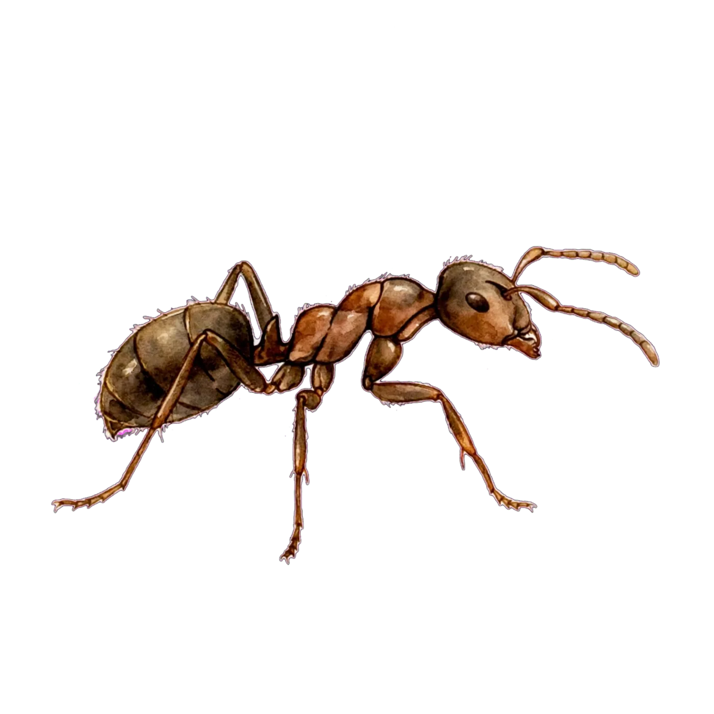 Illustrated identification of an odorous house ant