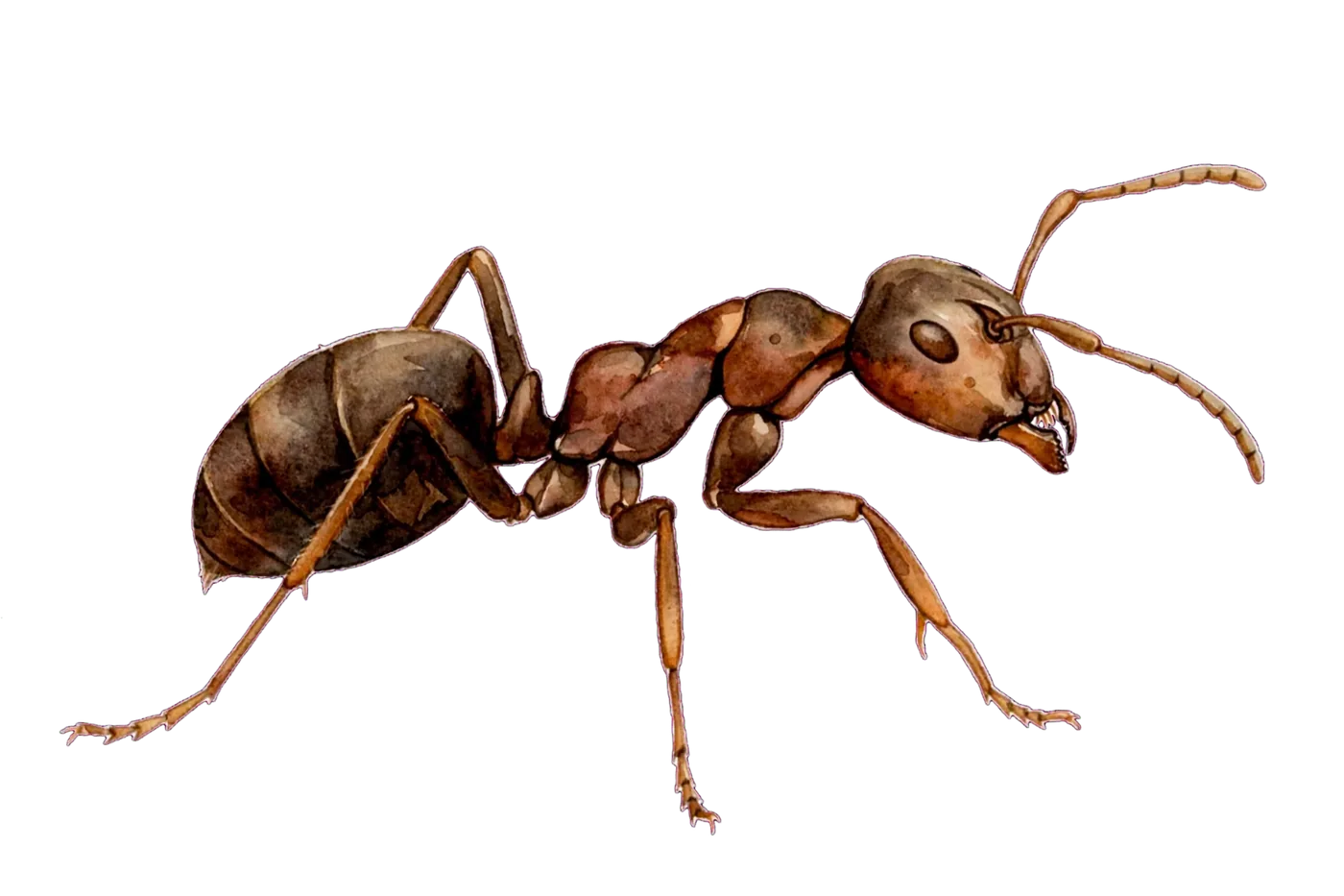 Illustrated identification of a pavement ant