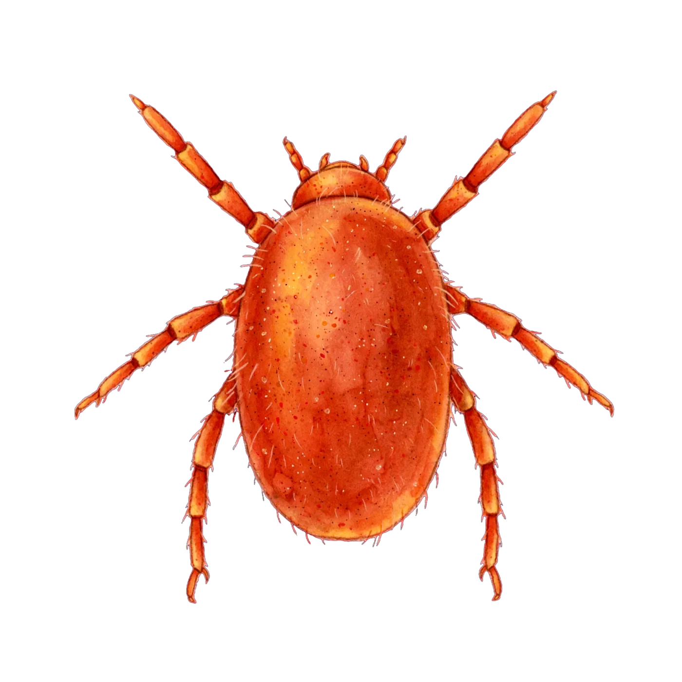 Illustrated identification of a chigger