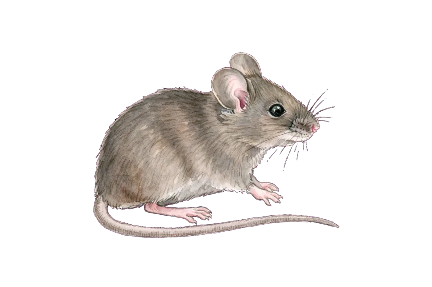 Illustrated identification of a house mouse