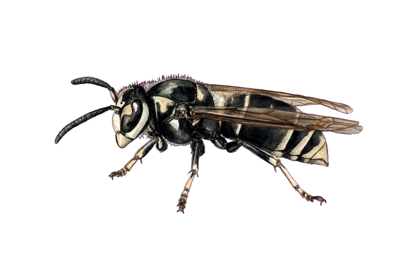 Illustrated identification of a bald-faced hornet