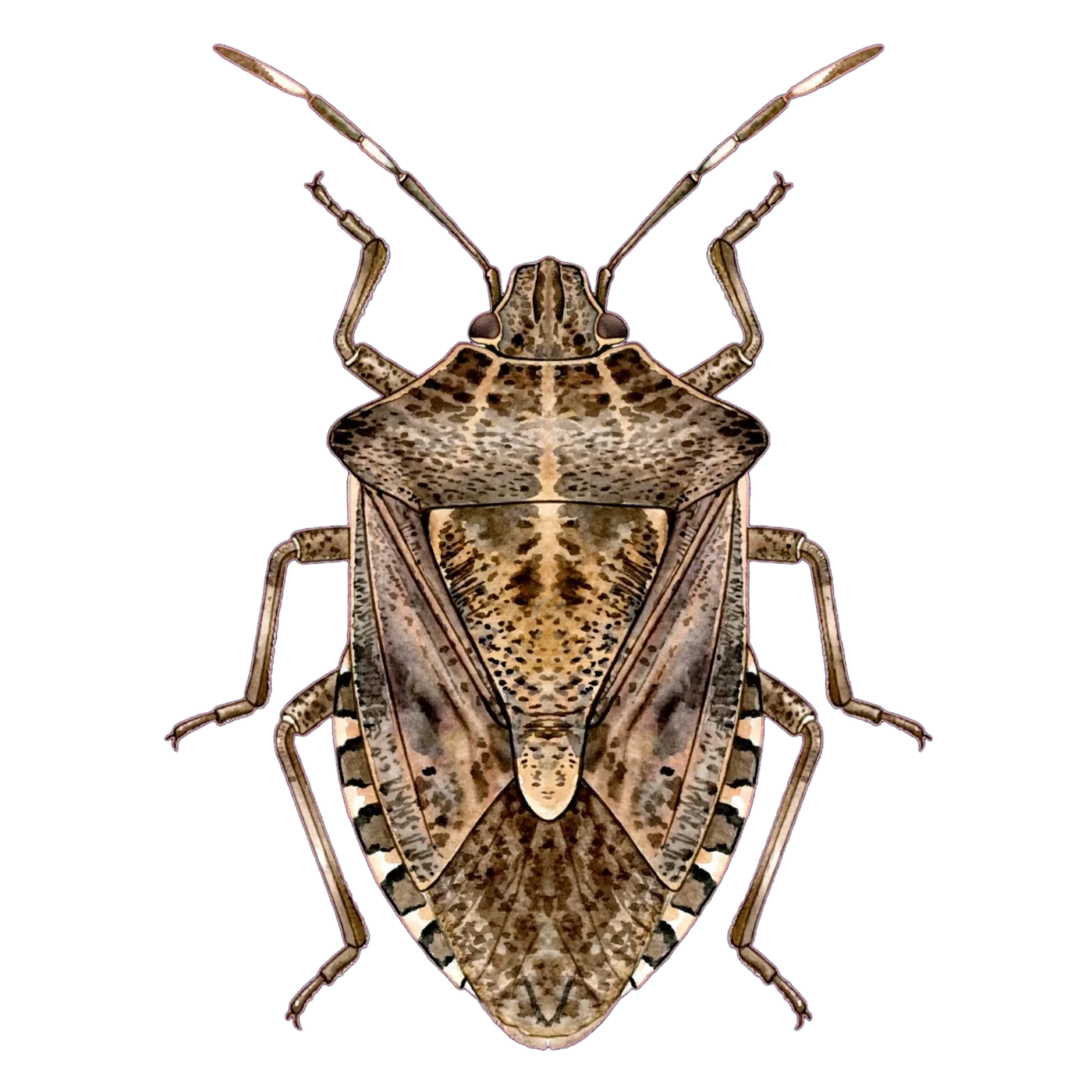 Illustrated identification of a brown marmorated stink bug