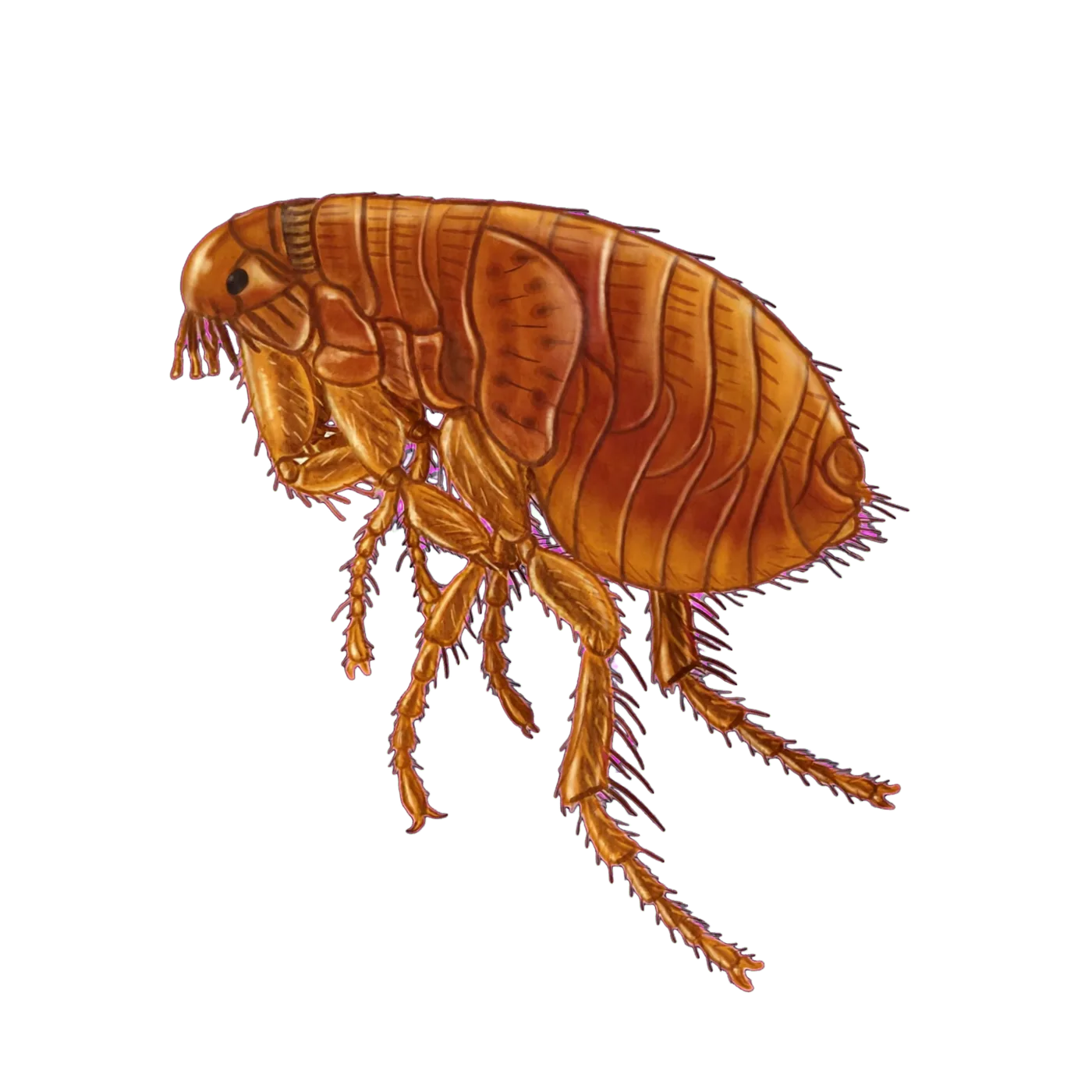 Illustrated identification of a flea