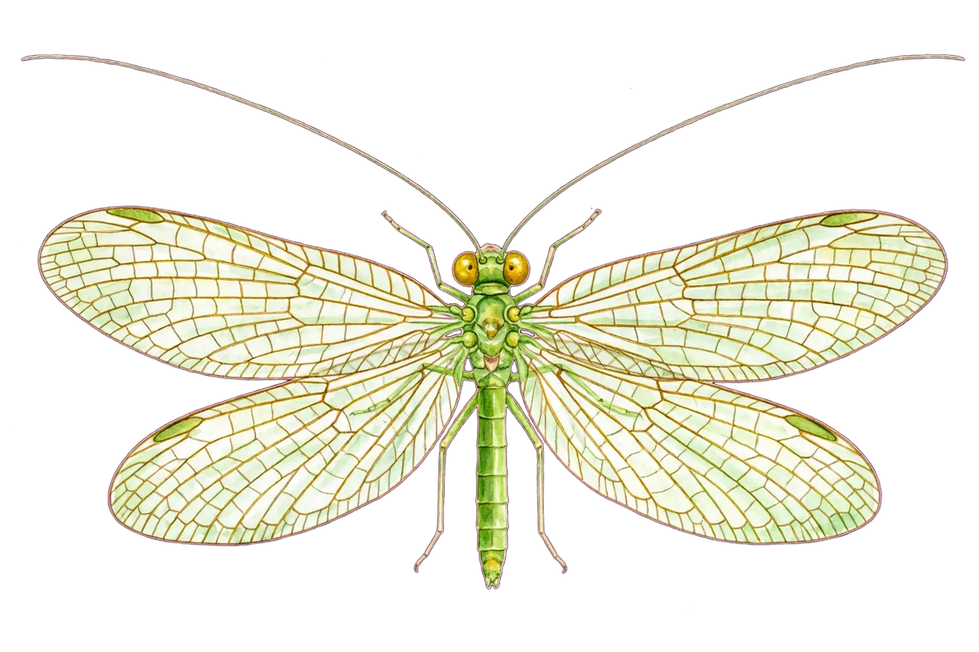 Illustrated identification of a green lacewing