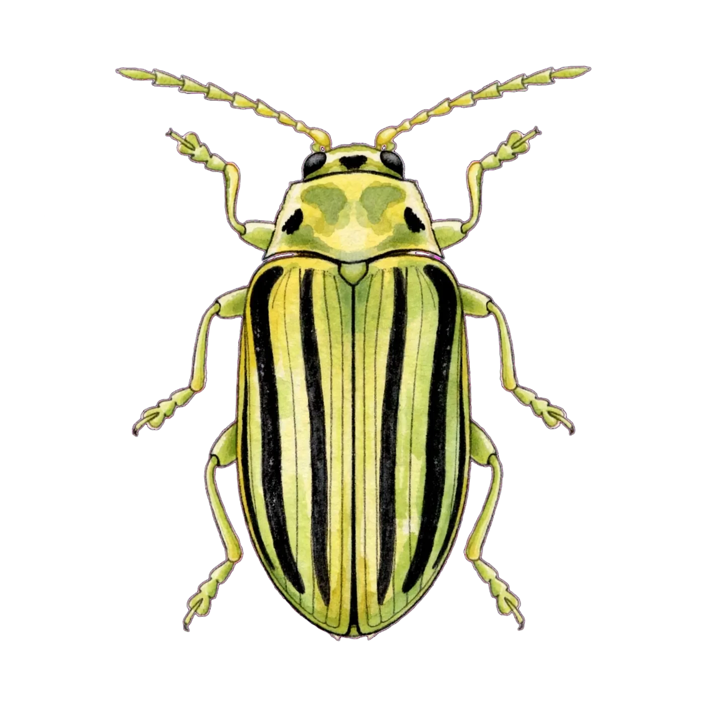 Illustrated identification of an elm leaf beetle