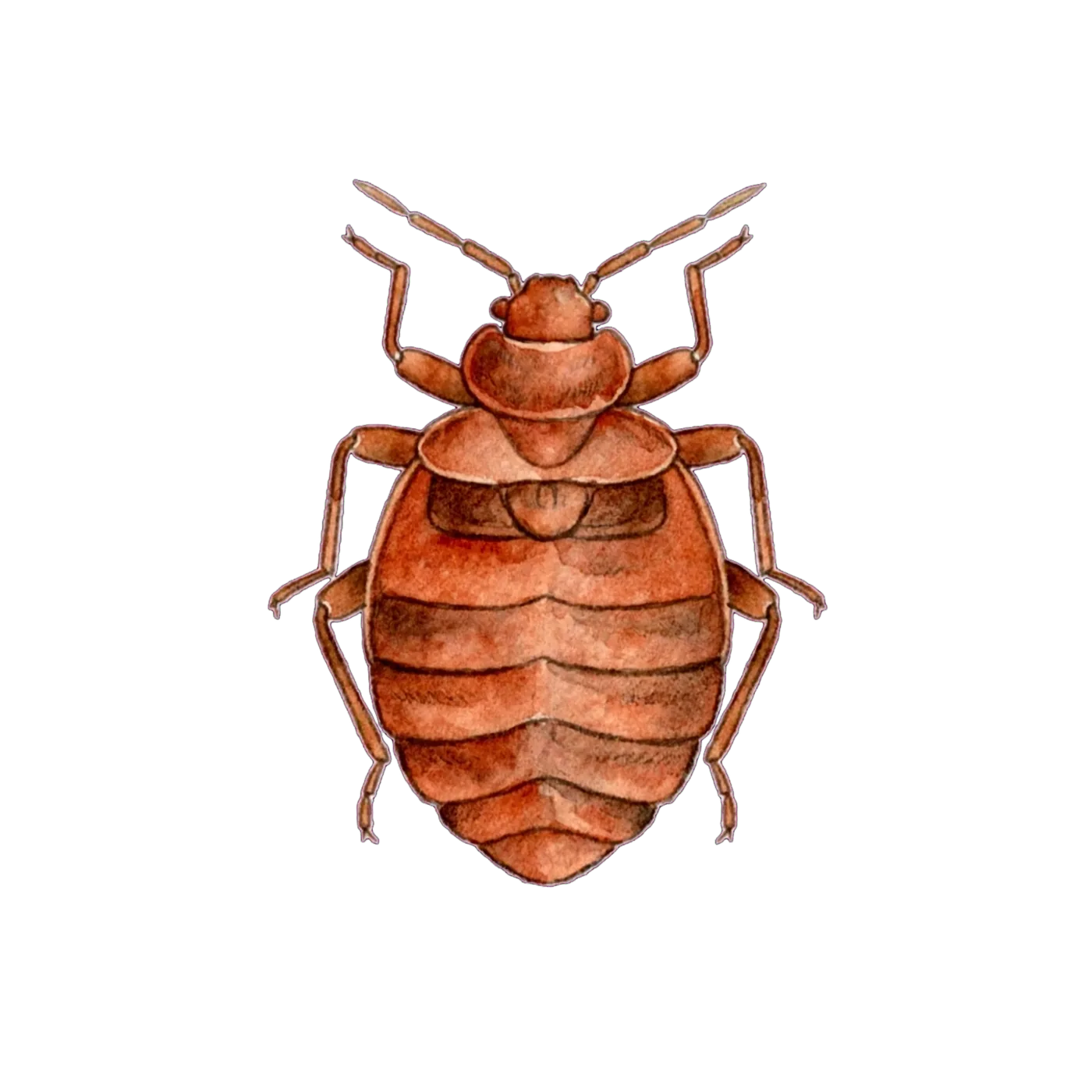Illustrated identification of a bed bug