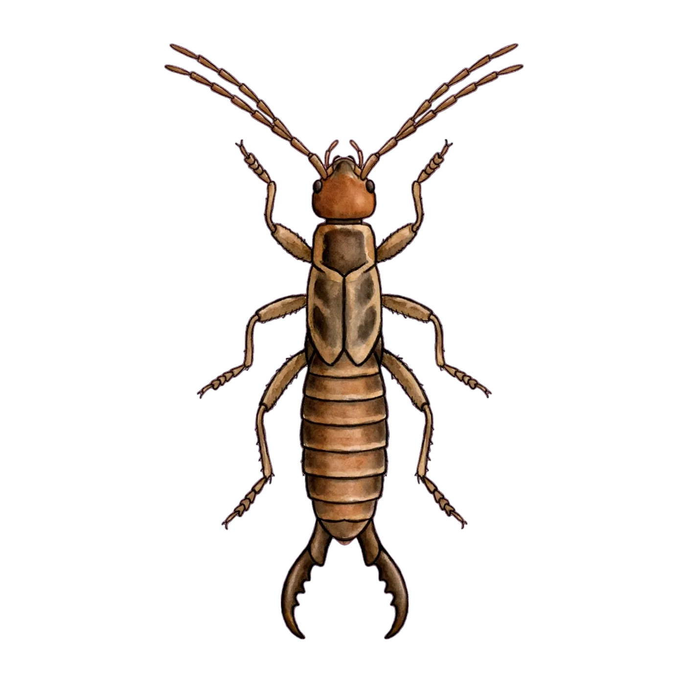 Illustrated identification of an earwig