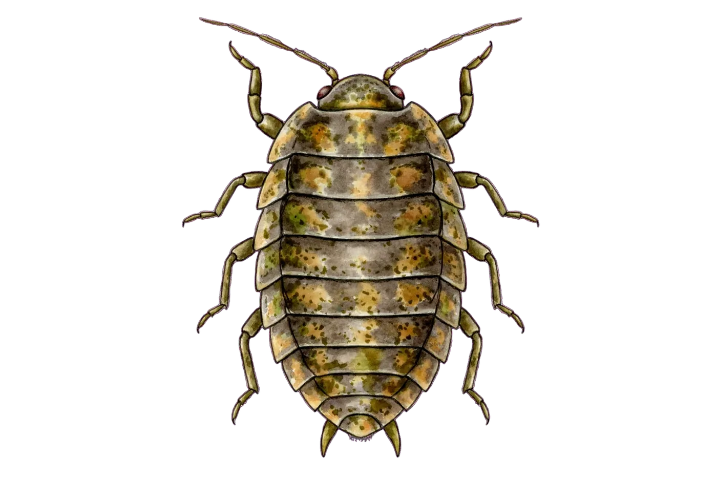 Illustrated identification of a sow bug