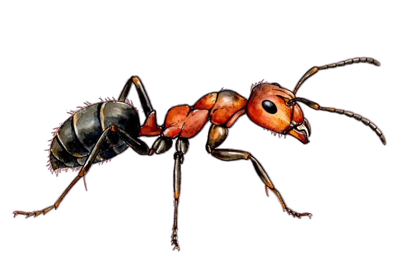 Illustrated identification of a western thatching ant