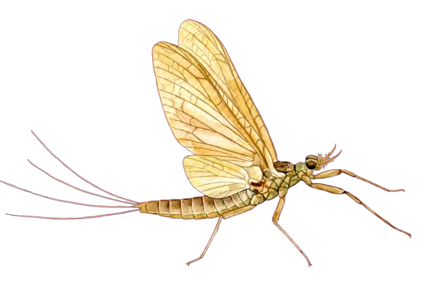Illustrated identification of a mayfly