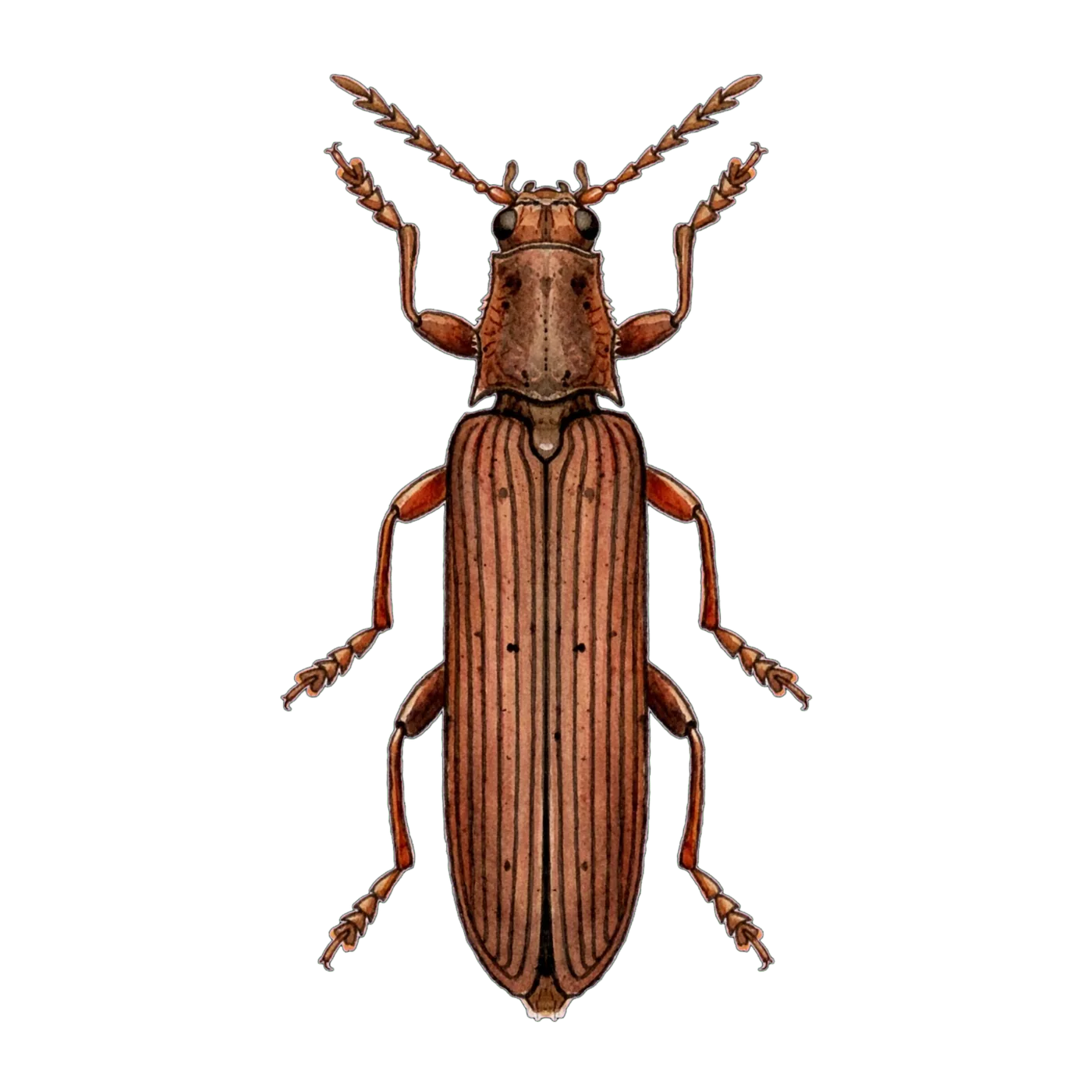 Illustrated identification of a powderpost beetle