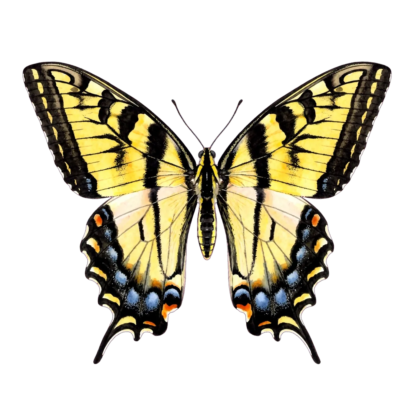 Illustrated identification of a western tiger swallowtail