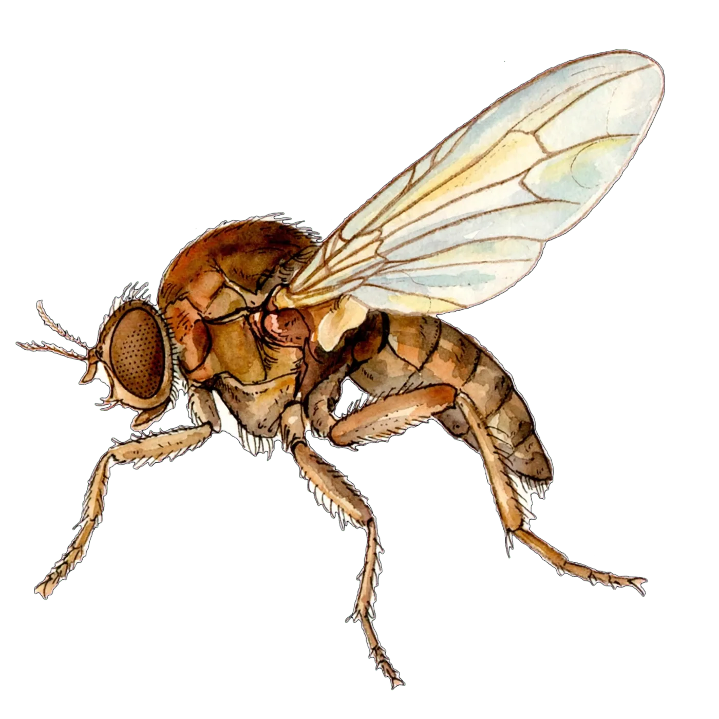 Illustrated identification of a phorid fly
