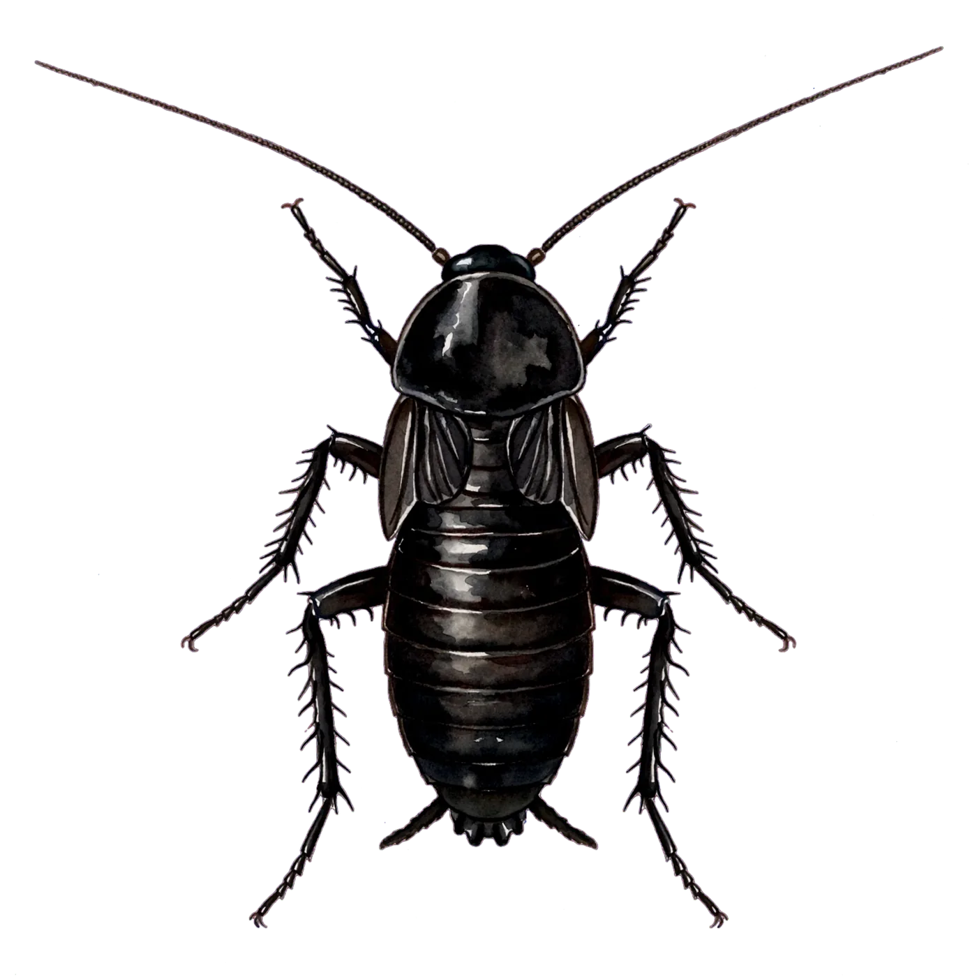 Illustrated identification of a oriental cockroach