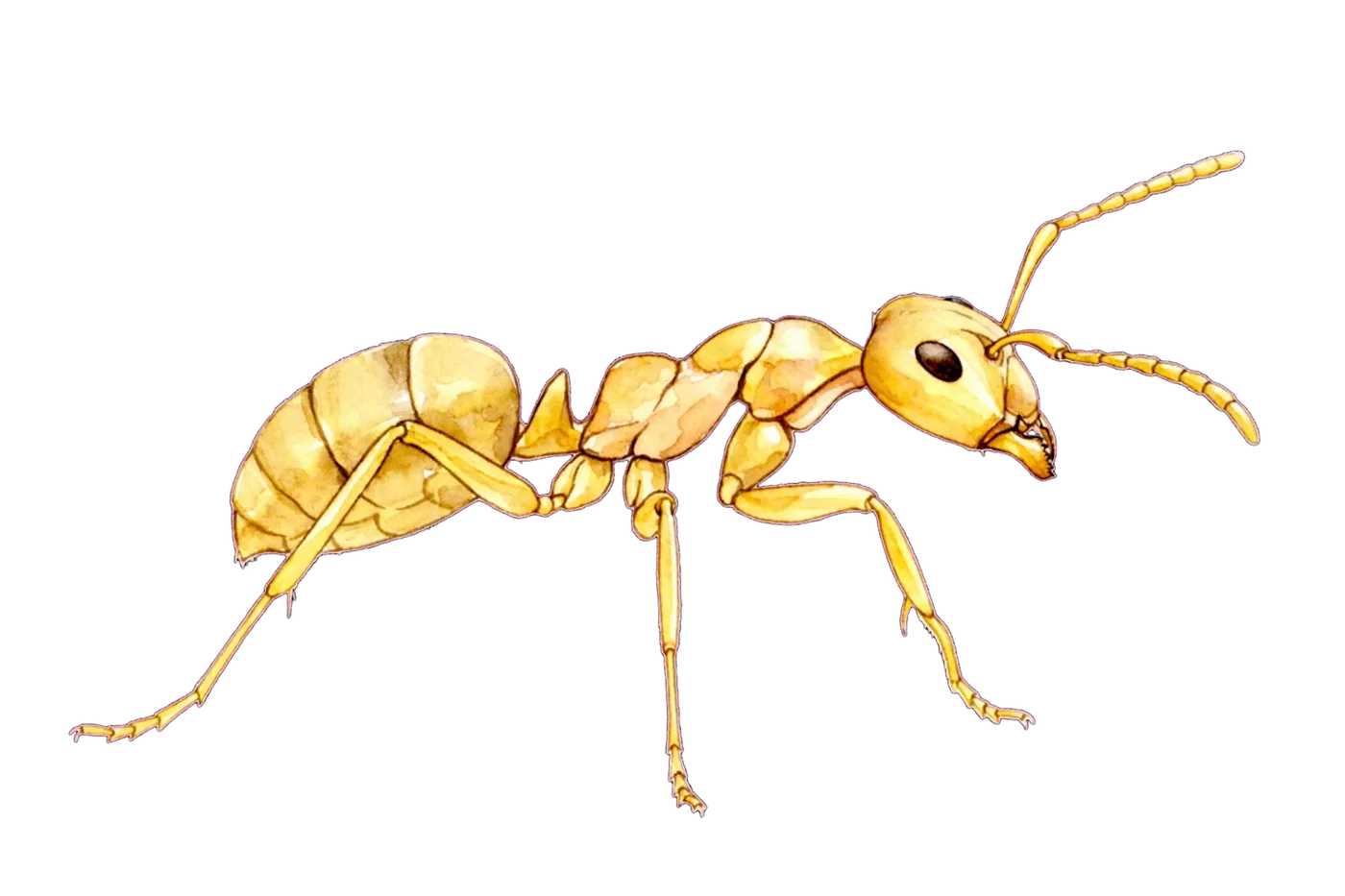 Illustrated identification of a moisture ant
