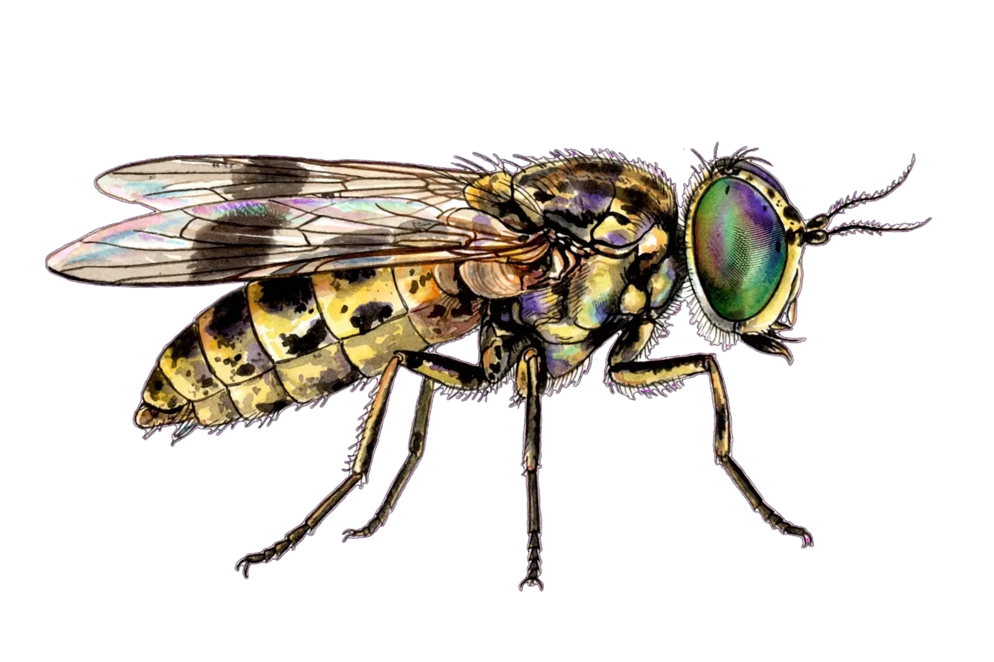 Illustrated identification of a deer fly