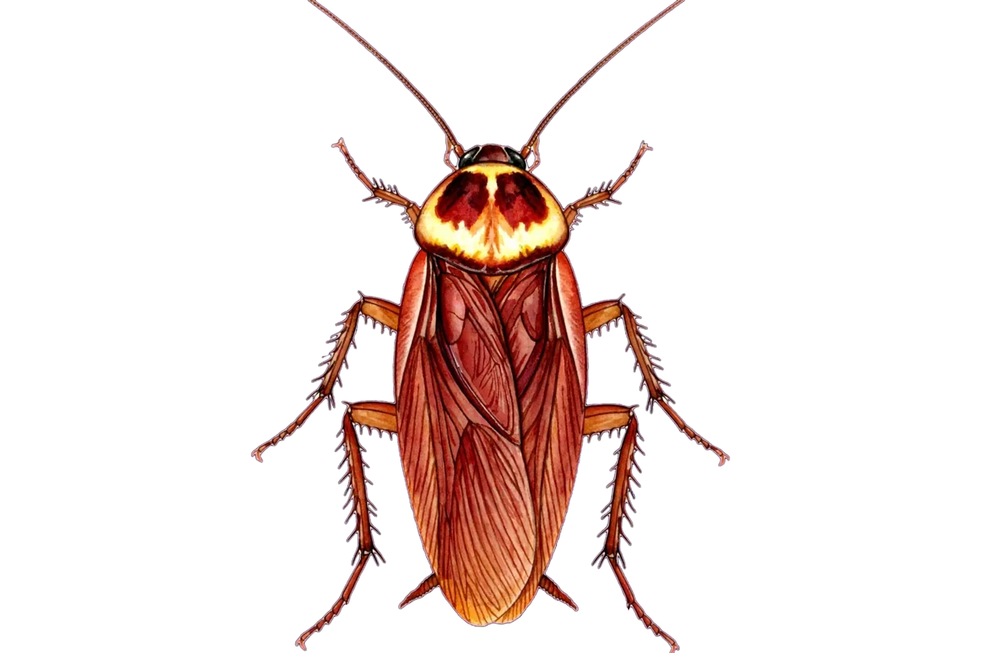 Illustrated identification of a american cockroach