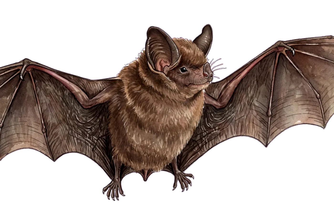 Illustrated identification of a little brown bat