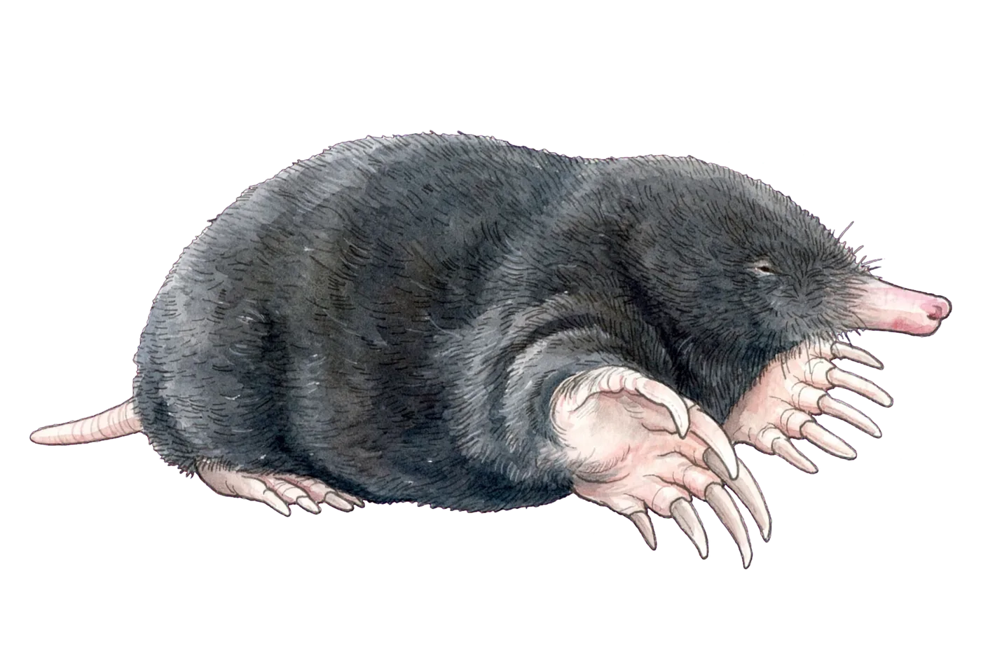 Illustrated identification of a mole