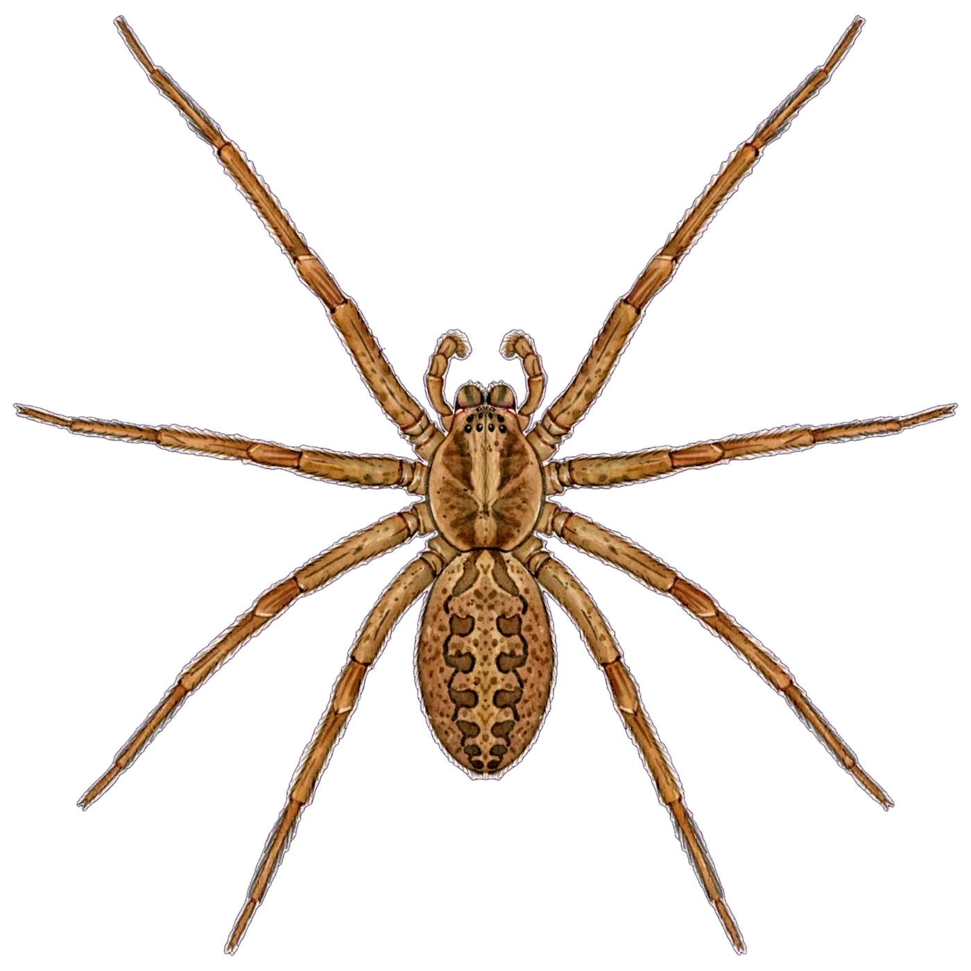 Illustrated identification of a giant house spider