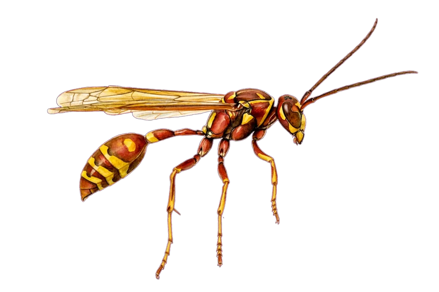 Illustrated identification of a paper wasp