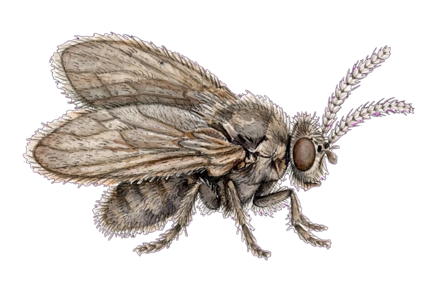Illustrated identification of a drain fly
