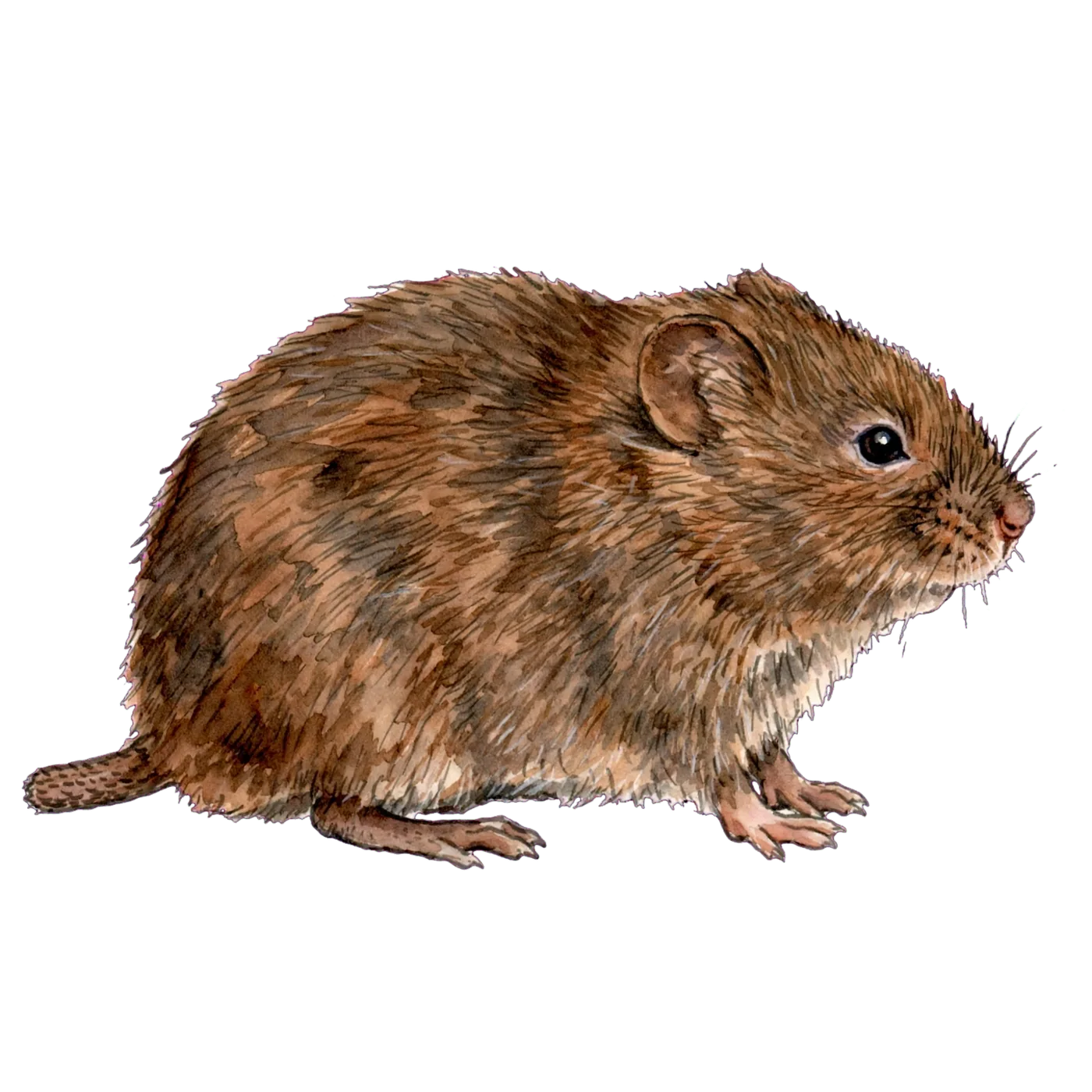 Illustrated identification of a vole
