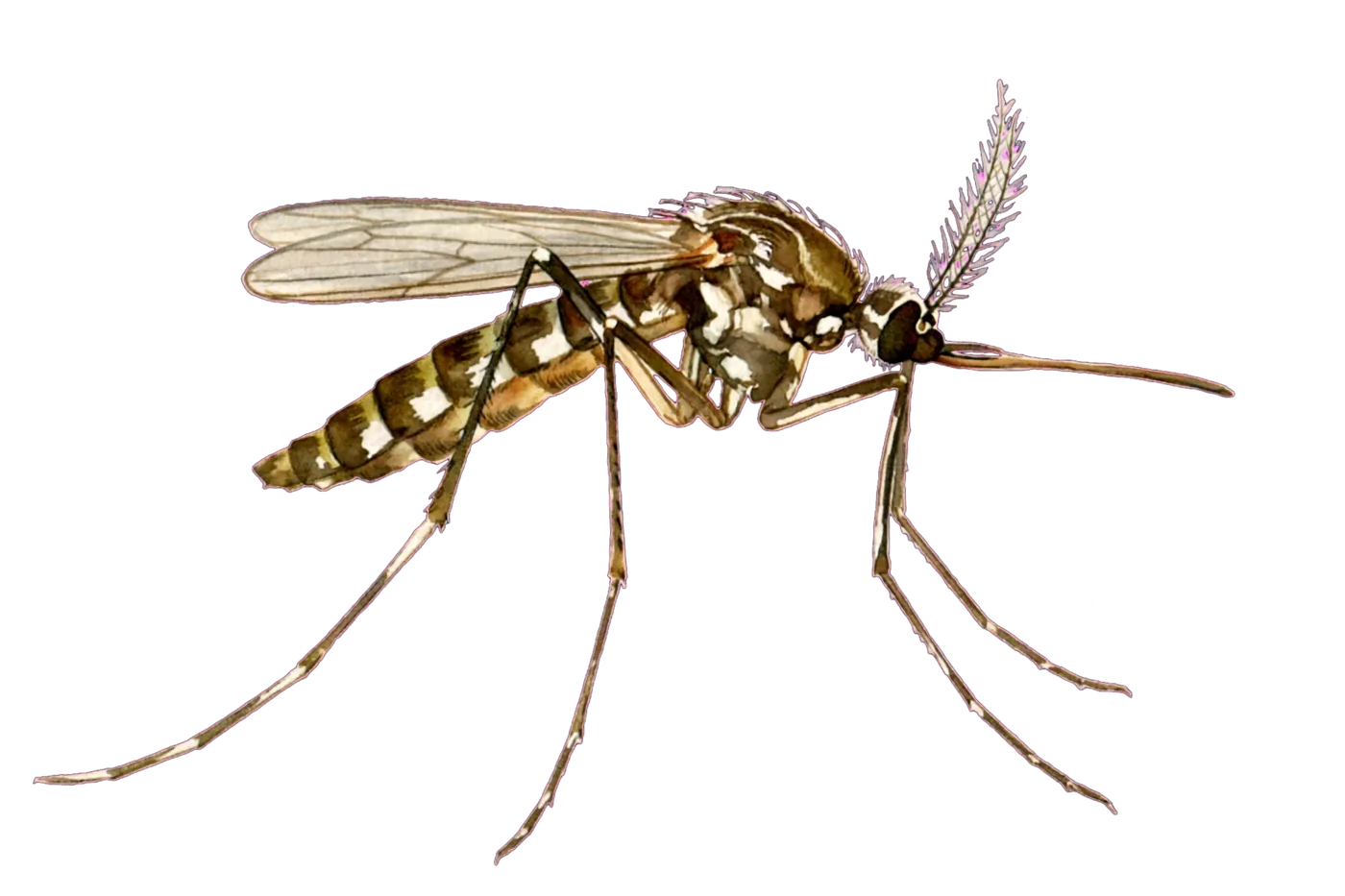 Illustrated identification of a mosquito