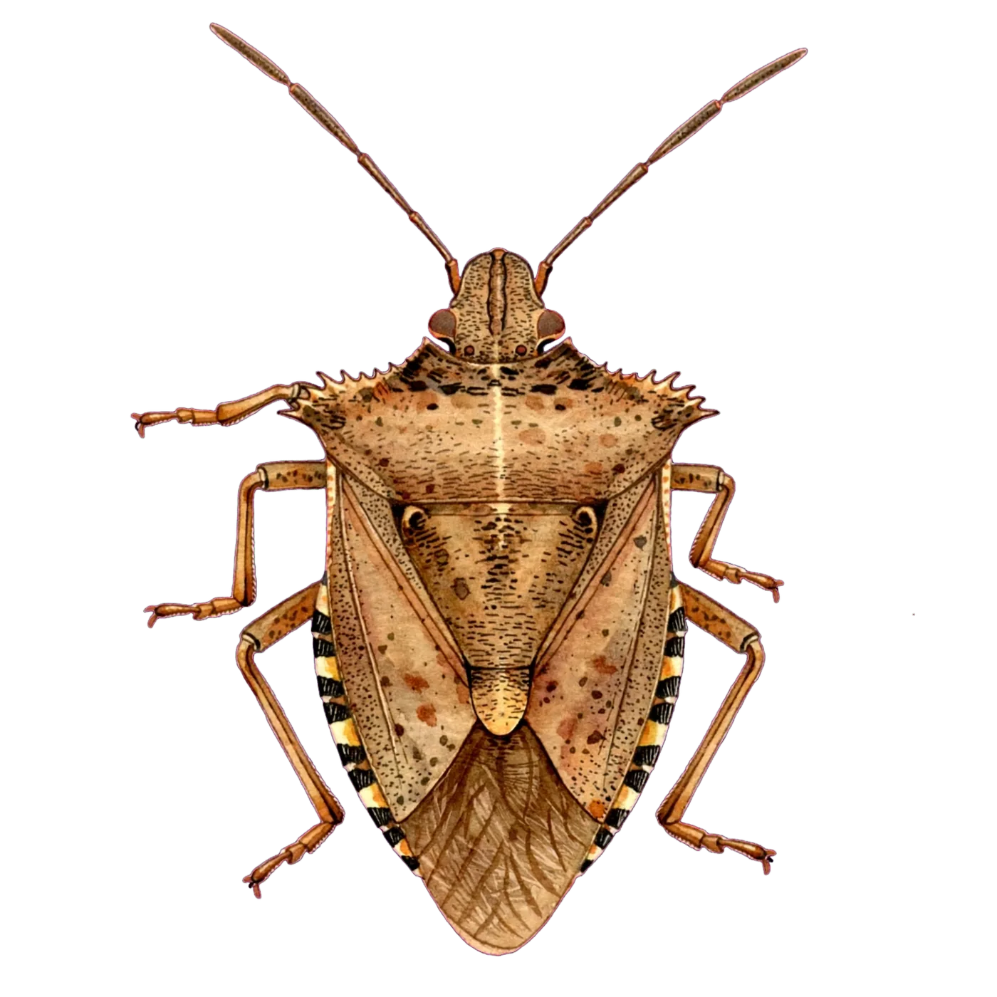Illustrated identification of a spined soldier bug