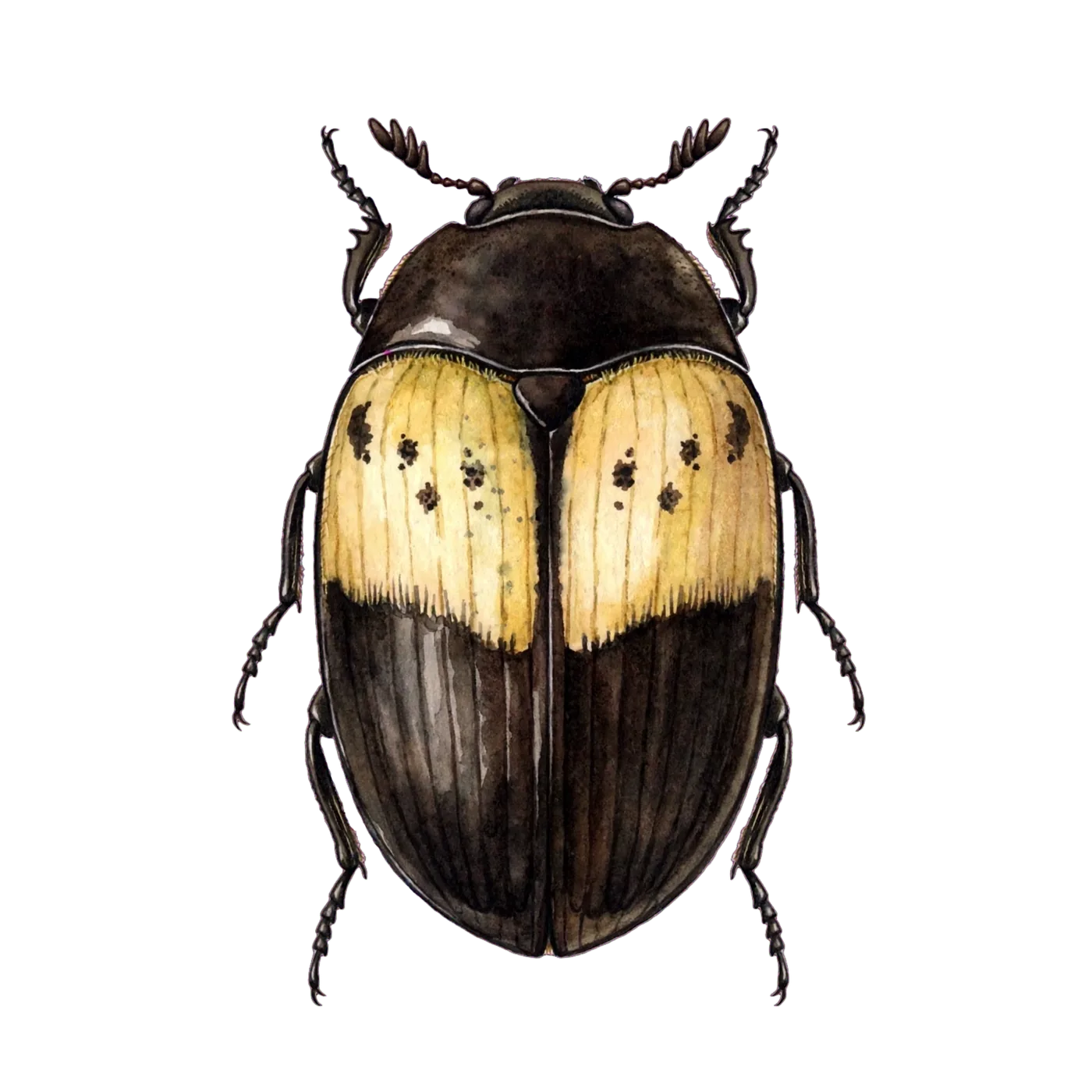 Illustrated identification of a larder beetle
