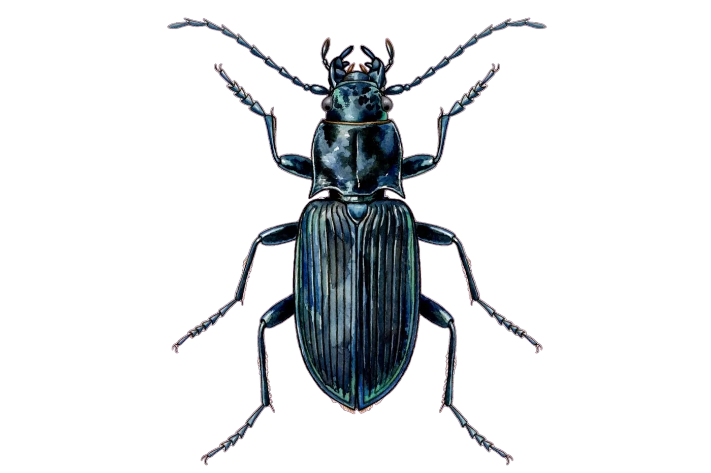 Illustrated identification of a ground beetle