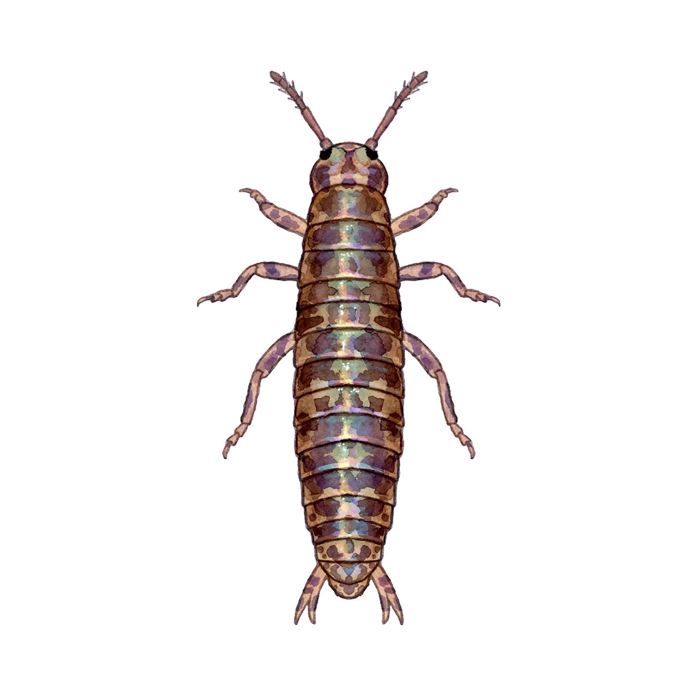 Illustrated identification of a springtail