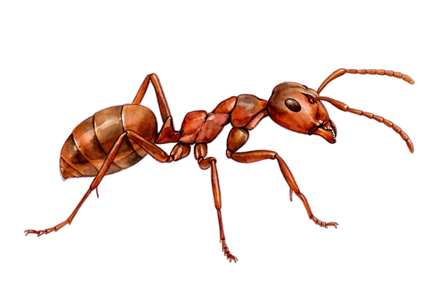 Illustrated identification of a field ant
