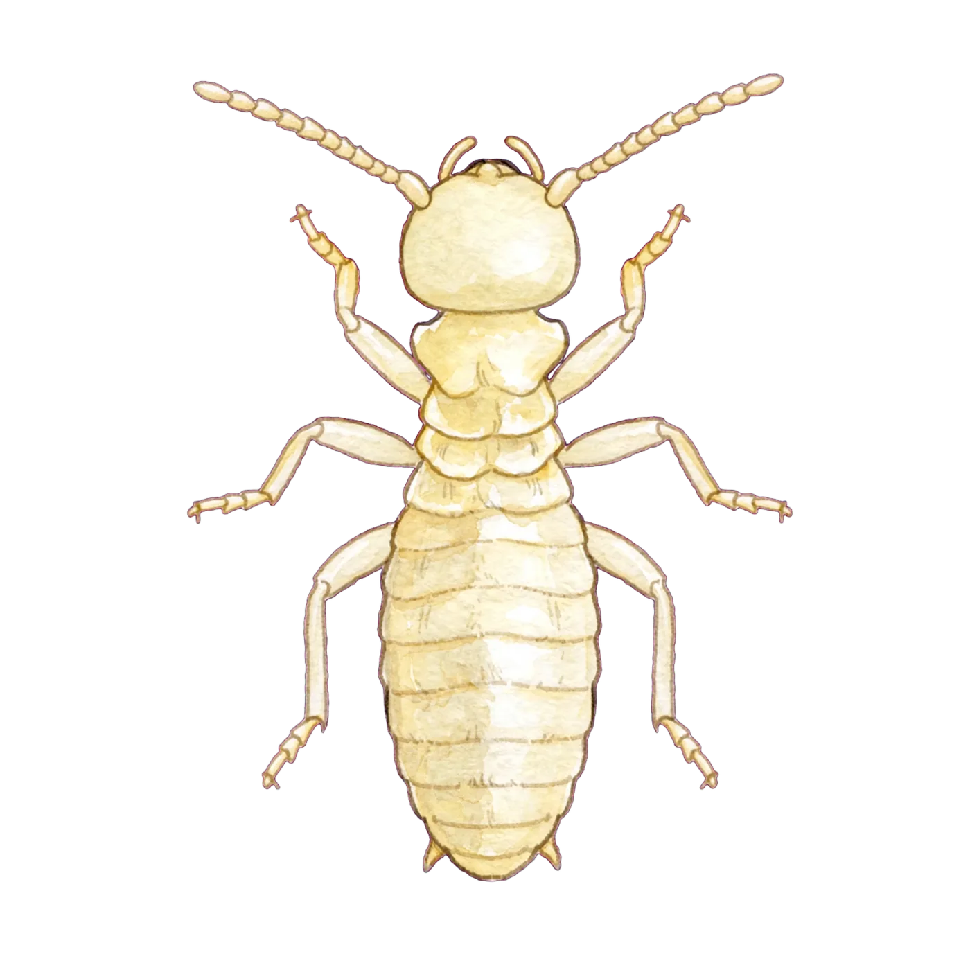 Illustrated identification of a western subterranean termite