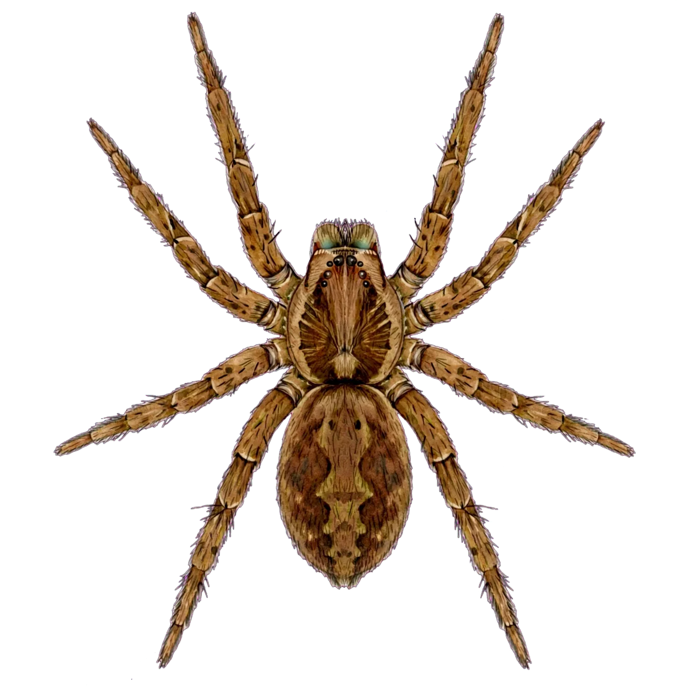 Illustrated identification of a wolf spider
