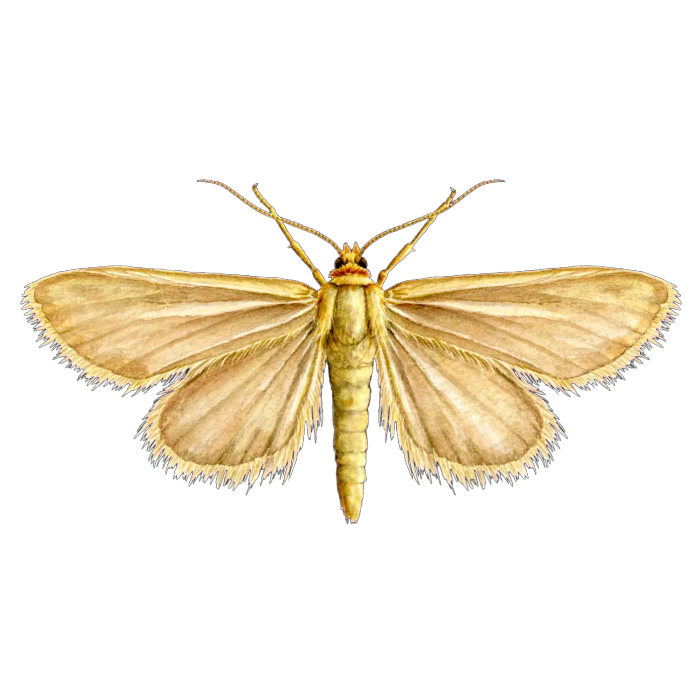 Illustrated identification of a webbing clothes moth