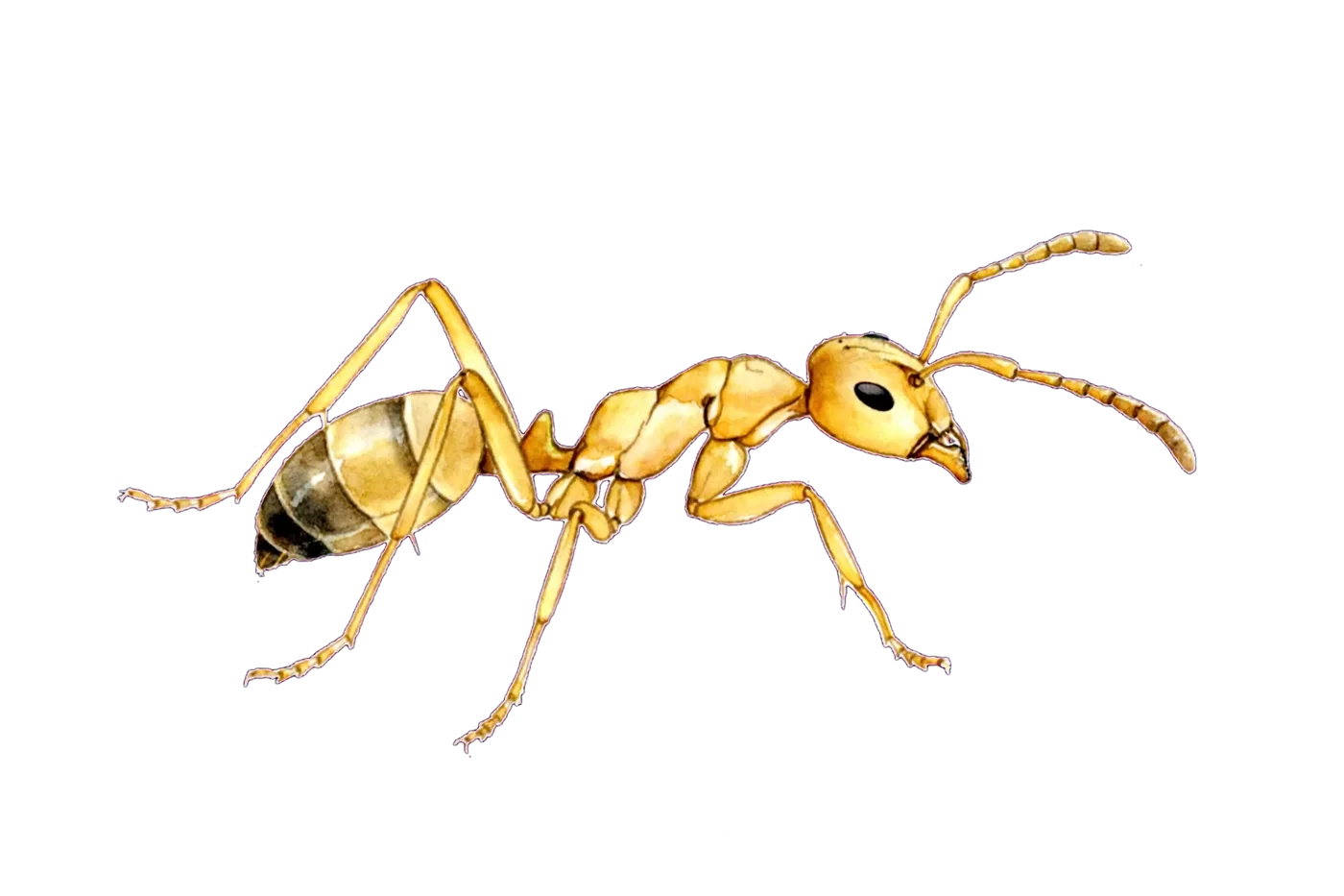 Illustrated identification of a pharaoh ant