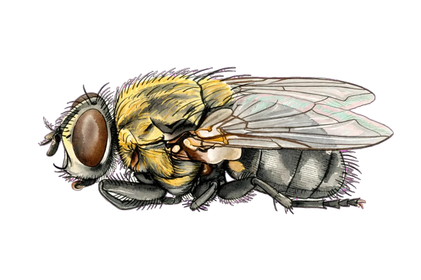 Illustrated identification of a cluster fly
